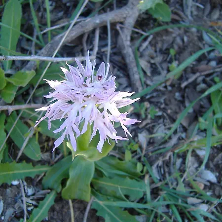 Theresa At Karpaz Peninsula 2* Agia Trias
