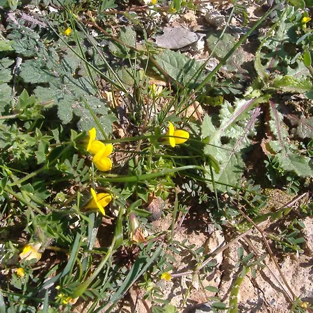 Theresa At Karpaz Peninsula 2*