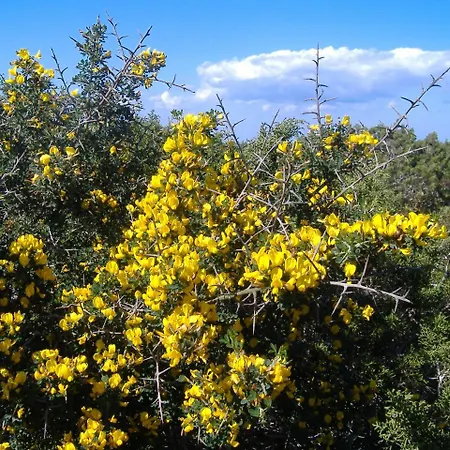 Theresa At Karpaz Peninsula فندق