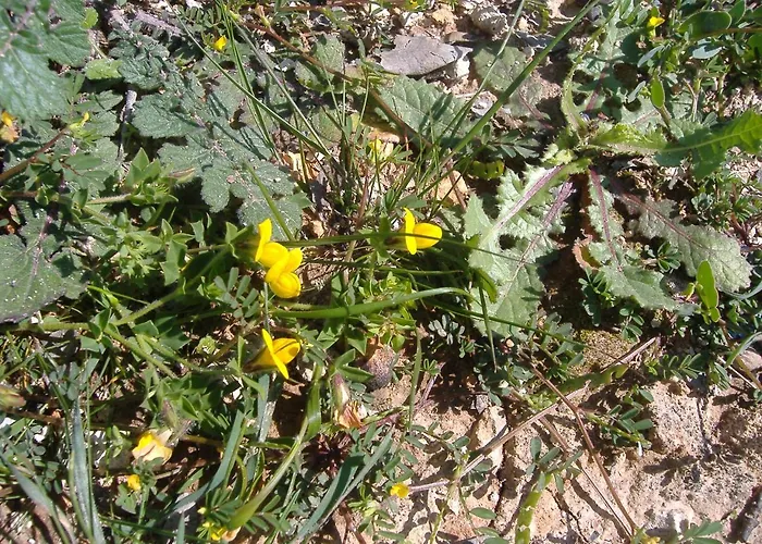 Theresa At Karpaz Peninsula 2*